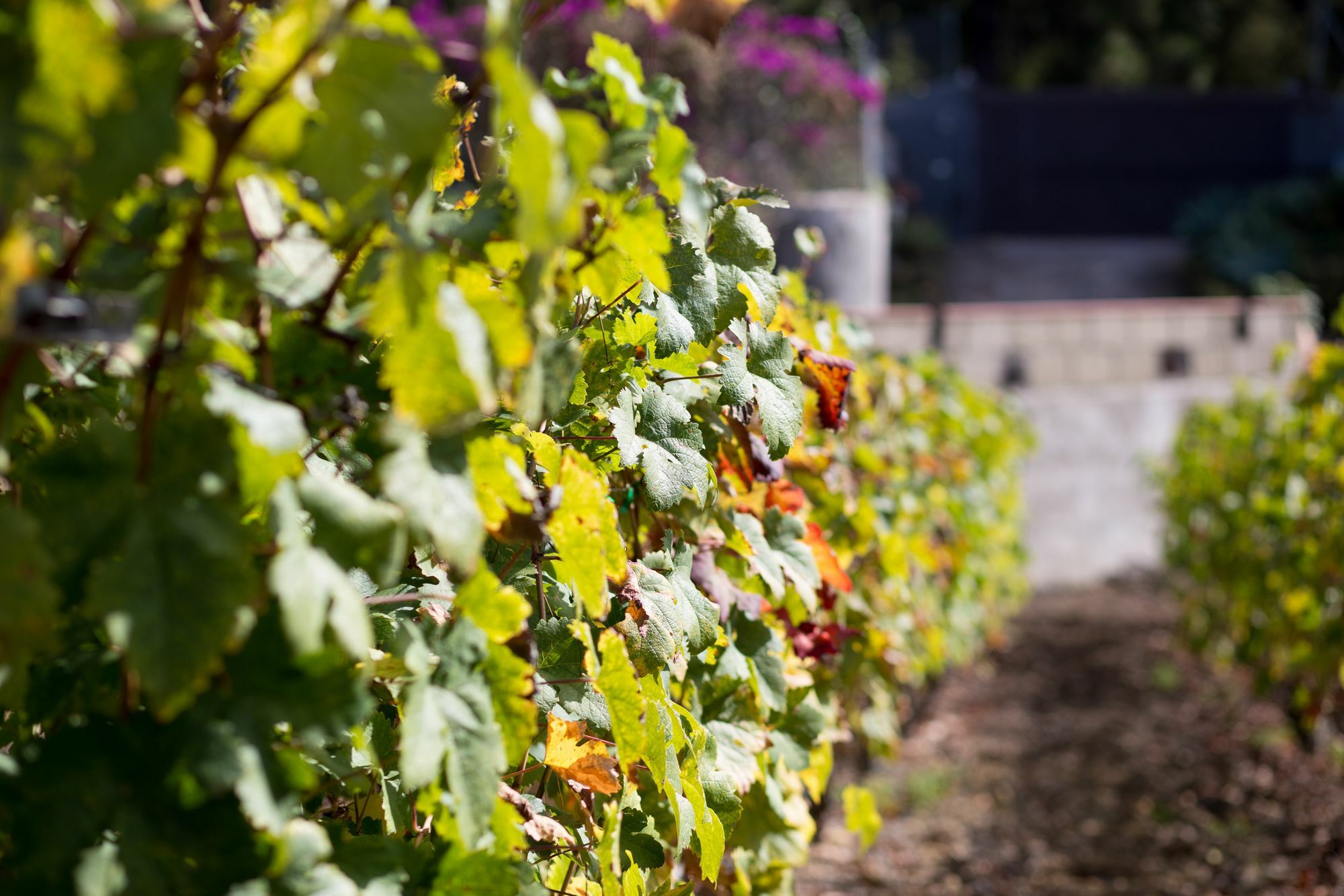 Finca Casa Yaya Icod De Los Vinos Exteriér fotografie