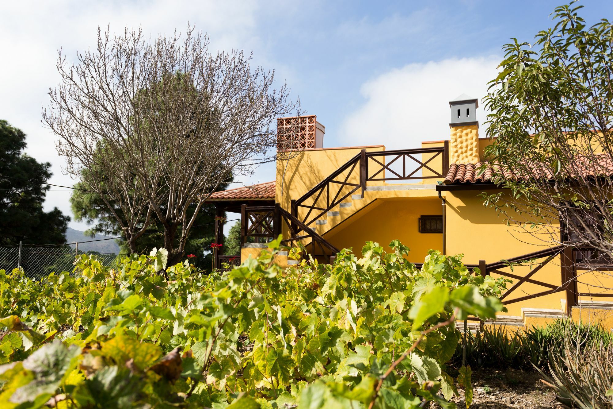 Finca Casa Yaya Icod De Los Vinos Exteriér fotografie